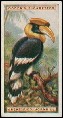 25 Great Pied Hornbill